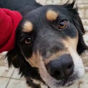 STONY - reserviert TST Rösrath vermittelt