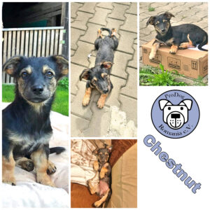 Chestnut in 94371 Rattenberg *vermittelt*