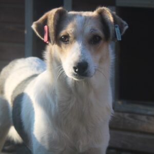 LAUREL - vermisst 04/2022