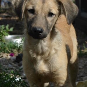 CALEB - reserviert für Tierhilfe Lebenswert - vermittelt