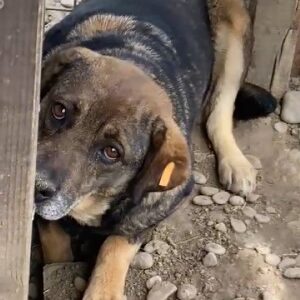 BAHATI - vermisst 11/24