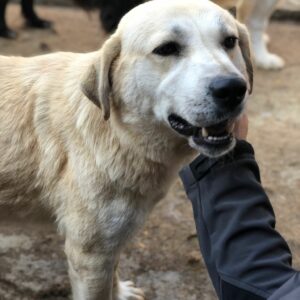 DEFNE - reserviert für Tierhilfe Lebenswert - vermittelt