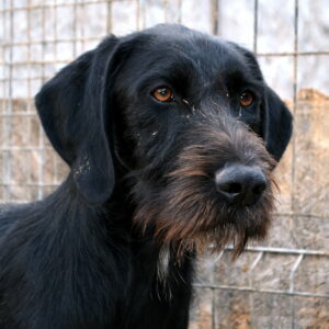 MEMPHI - reserviert für Tierhilfe Lebenswert - vermittelt