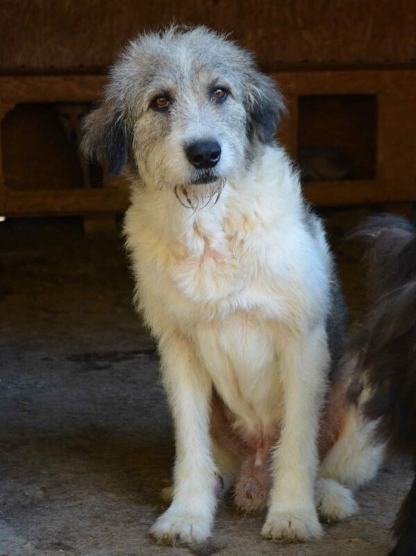 PINKO - Tumor am Hinterlauf - reserviert Tierfreunde Niederbayern - vermittelt – Bild 13