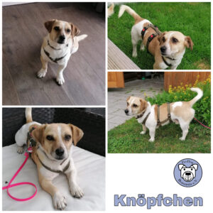 Knöpfchen in 73117 Wange