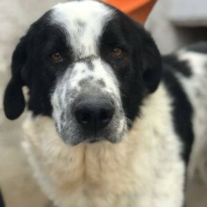 ELO - reserviert Manuela vermittelt