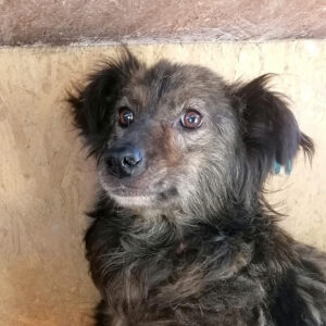 FRIZZ - vermisst 05/23