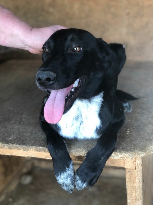 GIRO - reserviert Hundescheune Fläming - vermittelt – Bild 4