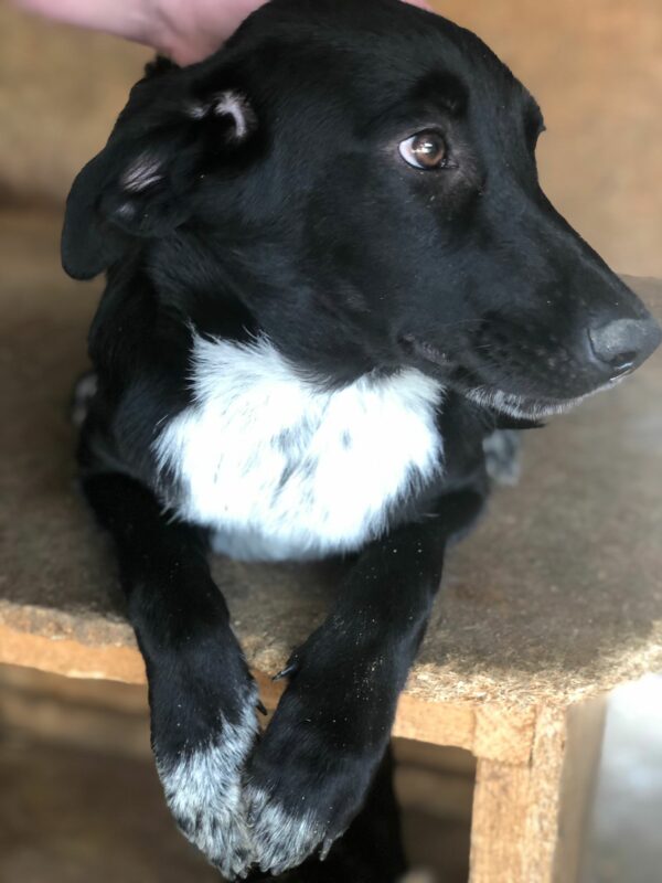 GIRO - reserviert Hundescheune Fläming - vermittelt – Bild 5