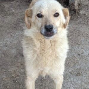 NEVADA - auf Pflegestelle in PLZ 1 - vermittelt