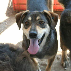 AMIE - reserviert Tierschutzteam Europa (AL) vermittelt