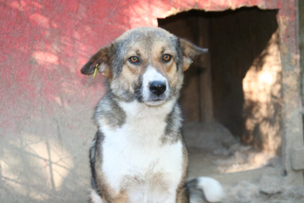 TINKER - reserviert Tierhilfe Lebenswert DR 13.02. - vermittelt – Bild 4