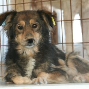 CHERRY - reserviert Alexandra - vermittelt