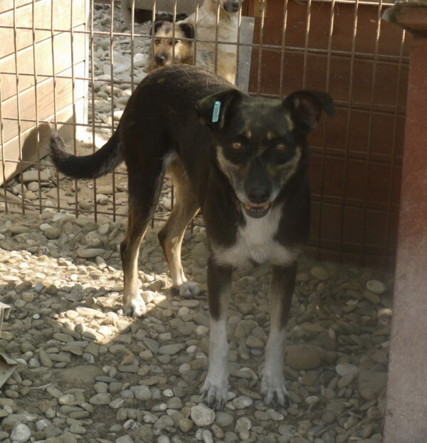 CALUA (♀) – Bild 11