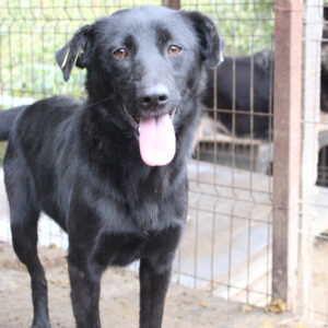 SOLIANA - reserviert für Tierhilfe Lebenswert vermittelt