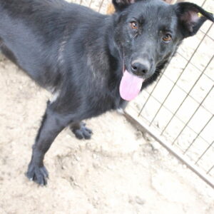 BLACK FLOWER - reserviert IH DR (25.02.) - vermittelt