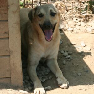 INDA - reserviert für THL - vermittelt