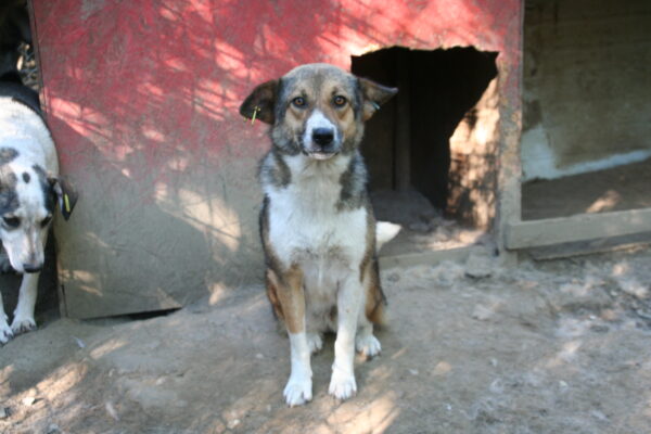 TINKER - reserviert Tierhilfe Lebenswert DR 13.02. - vermittelt – Bild 5