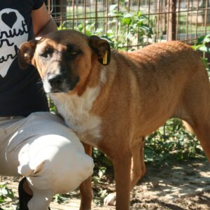 PIROSCHKA - reserviert für THL - vermittelt