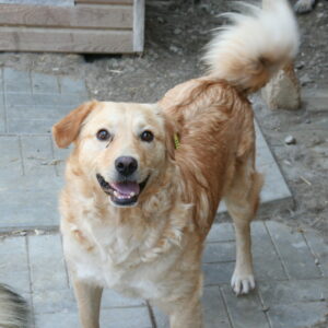 BERNIE - reserviert TST Rösrath vermittelt