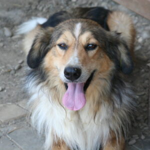 BENNIE - reserviert Manuela vermittelt