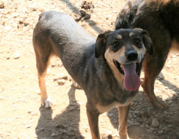 AMIE - reserviert Tierschutzteam Europa (AL) vermittelt – Bild 3