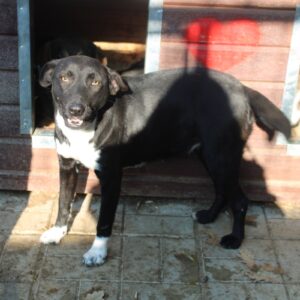 EVI - reserviert IH DR - vermittelt