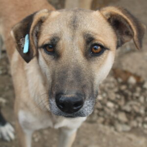 HANIA (♀) - vermisst 11/24