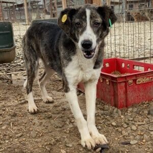 LEONIT (♂) - vermittelt MH