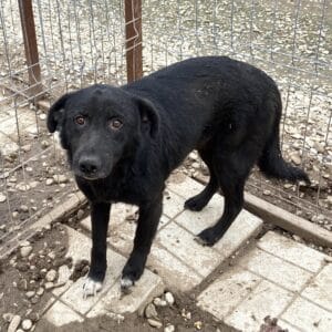 SANTIO (♂) - vermisst 11/24