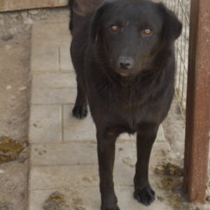 KENIA - reserviert für Tierhilfe Lebenswert - vermittelt