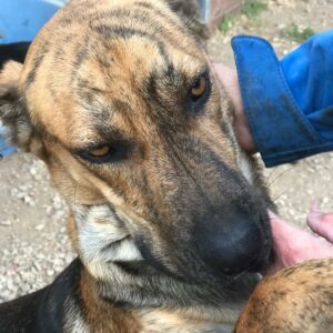 LISE - linkes Vorderbein amputiert - reserviert (MG) - vermittelt