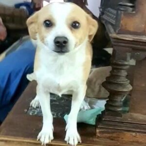 LUNCA - reserviert Tierhilfe Lebenswert DR - vermittelt