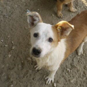 NAPO - reserviert IH DR - vermittelt