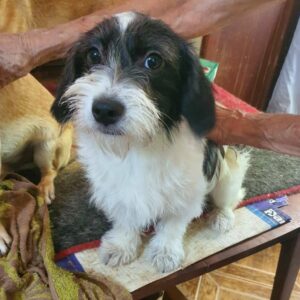 OMIDA - reserviert Tierhilfe Lebenswert DR - vermittelt