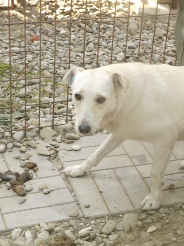 SINITA (♀) – Bild 11