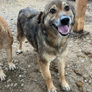 LIDA (♀) - vermisst 11/24