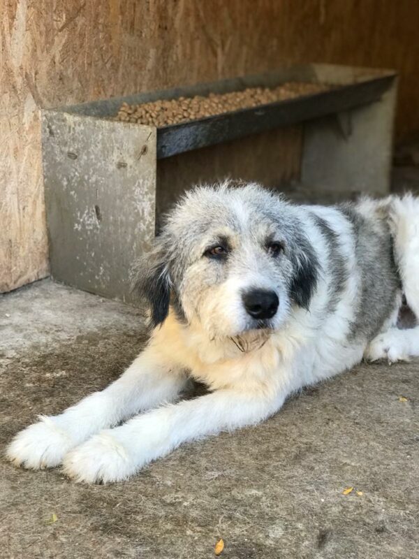 PINKO - Tumor am Hinterlauf - reserviert Tierfreunde Niederbayern - vermittelt – Bild 4