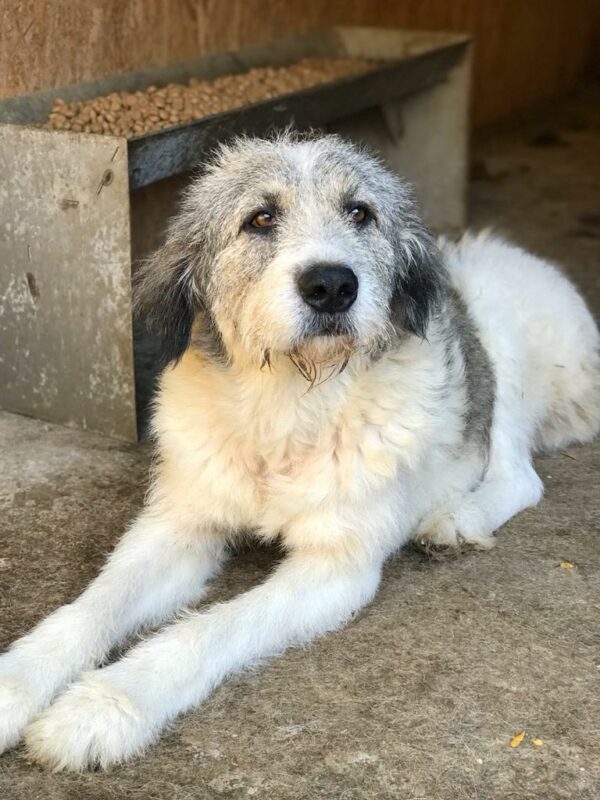 PINKO - Tumor am Hinterlauf - reserviert Tierfreunde Niederbayern - vermittelt – Bild 5