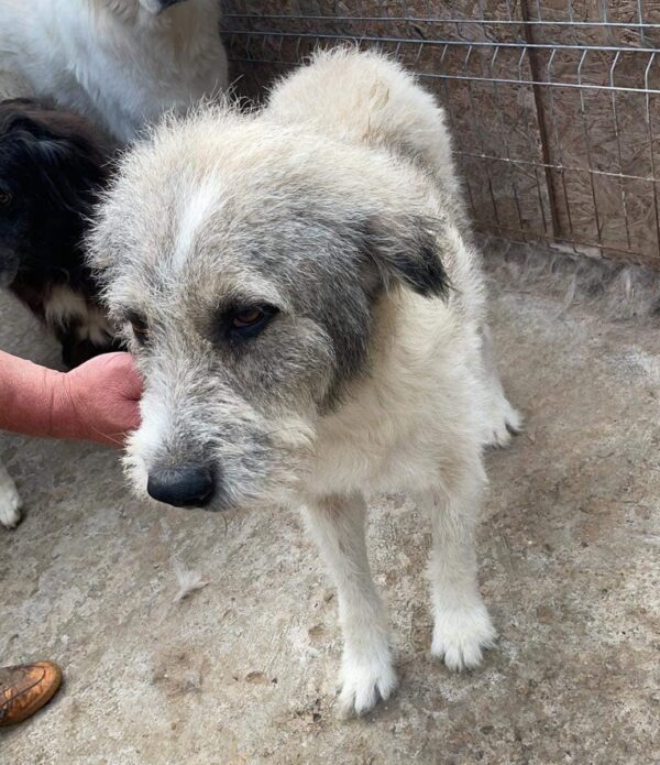 PINKO - Tumor am Hinterlauf - reserviert Tierfreunde Niederbayern - vermittelt – Bild 12