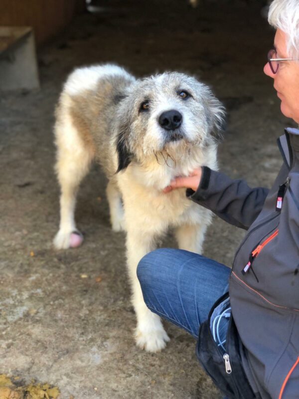 PINKO - Tumor am Hinterlauf - reserviert Tierfreunde Niederbayern - vermittelt – Bild 6