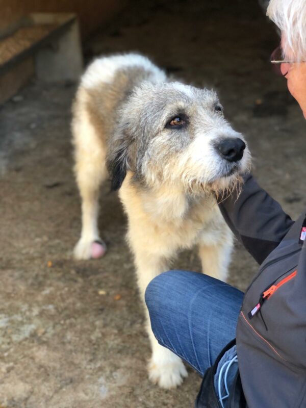 PINKO - Tumor am Hinterlauf - reserviert Tierfreunde Niederbayern - vermittelt – Bild 7