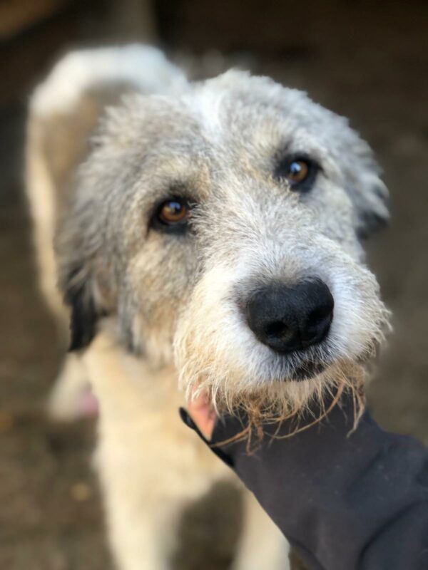 PINKO - Tumor am Hinterlauf - reserviert Tierfreunde Niederbayern - vermittelt