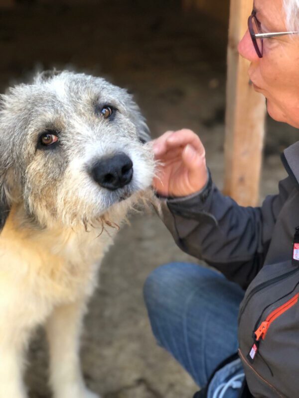 PINKO - Tumor am Hinterlauf - reserviert Tierfreunde Niederbayern - vermittelt – Bild 8