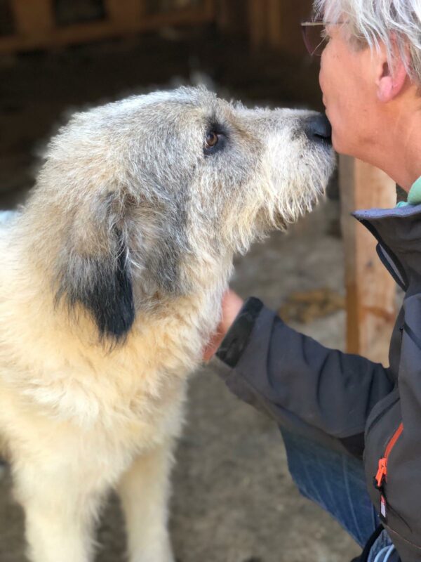 PINKO - Tumor am Hinterlauf - reserviert Tierfreunde Niederbayern - vermittelt – Bild 9