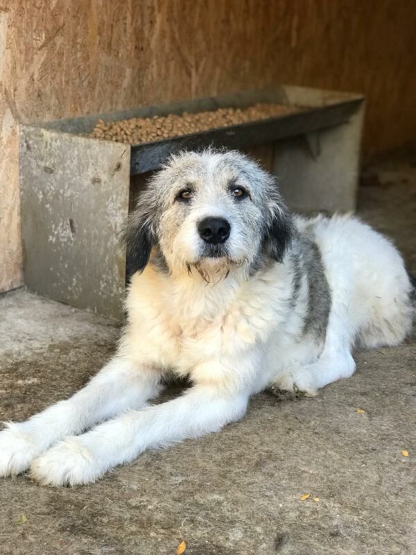 PINKO - Tumor am Hinterlauf - reserviert Tierfreunde Niederbayern - vermittelt – Bild 11