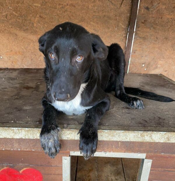 GIRO - reserviert Hundescheune Fläming - vermittelt – Bild 6