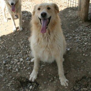 TACO - reserviert für THL - vermittelt