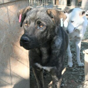 JOE - reserviert TH Filderstadt vermittelt