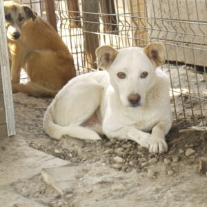 KIMBA (♂) - vermisst 11/24